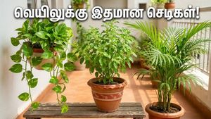 வெயிலின் தாக்கத்தை குறைக்க வாஸ்து செடிகளுக்கு மவுசு: மணி பிளாண்ட், அரேகா பாம் வாங்க மக்கள் ஆர்வம்