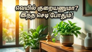 கோடை வெயிலில் வீடு அனல் பறக்குதா? இந்த வாஸ்து செடிகள் இருந்தா போதும்… குளிர்ச்சியும் அதிர்ஷ்டமும் தேடி வரும்!