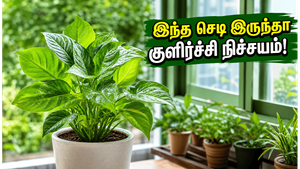 வெயில் கொளுத்துதா? இந்த வாஸ்து செடிகளை வீட்ல வைங்க… குளிர்ச்சியும் அதிர்ஷ்டமும் தானா வரும்!