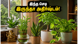 வீட்டில் இந்த செடிகள் இருந்தா போதும்… பணமும் அதிர்ஷ்டமும் தேடி வரும், வீடும் ஜில்லுனு இருக்கும்!