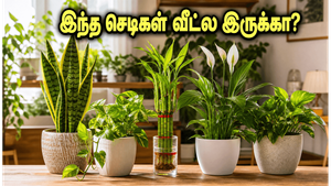 மழைக்காலம் ஆரம்பிக்குது! இந்த வாஸ்து செடிகளை வீட்ல வச்சா… கஷ்டம் எல்லாம் பறந்துடும்!