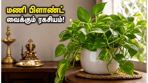 வீட்டில் மணி பிளாண்ட் வச்சிருக்கீங்களா? அதிக மாசத்தில் இந்த வாஸ்து மாற்றங்களை செஞ்சா பணம் தானா வரும்!