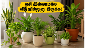கோடை வெயிலுக்கு ஏசி தேவையில்லை! இந்த 5 வாஸ்து செடிகள் இருந்தாலே வீடு ஜில்லுனு இருக்கும்!