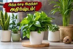 வீட்டைச் சுற்றி புழுதிப் புயலா? இந்த வாஸ்து செடிகளை மட்டும் வைங்க… காற்று சுத்தமாகும், பணமும் தானாக வரும்!