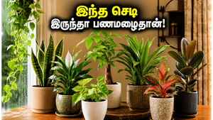 மழைக்காலத்தில் வீட்டில் இந்த செடிகளை வைத்தால்… பணமும் அதிர்ஷ்டமும் தானாக தேடி வரும், தெரியுமா?