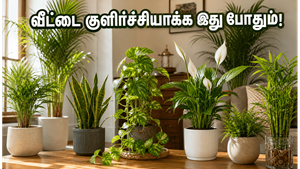 கடும் வெயிலில் வீடே கொதிக்குதா? இந்த வாஸ்து செடிகளை வைத்தால் குளிர்ச்சியும் பணவரவும் நிச்சயம்!