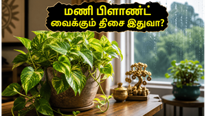 மழைக்காலத்தில் மணி பிளாண்ட் வைக்கும் திசை தெரியுமா? இந்த வாஸ்து மாற்றங்கள் உங்கள் வீட்டில் அதிர்ஷ்டத்தை அள்ளித்தரும்!