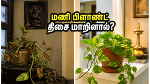 மழைக்காலம் ஆரம்பம்! உங்கள் வீட்டில் மணி பிளாண்ட் இந்த திசையில் இருக்கா? அதிர்ஷ்டம் மாறப்போகுது!