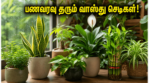 மழைக்காலத்தில் வீட்டில் இந்த செடிகளை வைத்தால் போதும்… வாஸ்து தோஷம் நீங்கி பணவரவு கொட்டும்!
