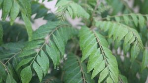 కరివేపాకుతో ఈ 5 ఆహారాలు కలిపి తింటే.. మీ ఎముకలు ఉక్కులా మారుతాయి!