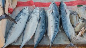  ఈ చేప మగాళ్లకు సర్వరోగ నివారిణి..ఒకేసారి బలం,ఓపిక వచ్చేస్తుంది!