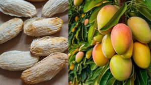 మామిడి టెంకలను పారేస్తున్నారా? ఈ ఉపయోగాలు తెలిస్తే షాక్ అవుతారు!