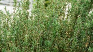 ఈ మొక్క ఆకులు ఉంటే..వంటగదిలో బొద్దింకలు, వార్డ్ రోబ్ లోని పురుగులు పరార్!