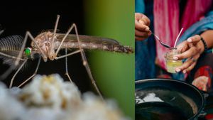 ఖర్చు తక్కువ, ఫలితం ఎక్కువ.. వర్షాకాలంలో దోమల నివారణకి ఆయుర్వేద చిట్కాలు.!