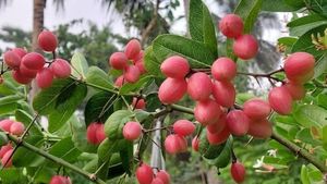చిన్న కాయ.. పెద్ద ప్రయోజనాలు: వాక్కాయలతో ఈ లాభాలు తెలిస్తే వదిలిపెట్టరు!