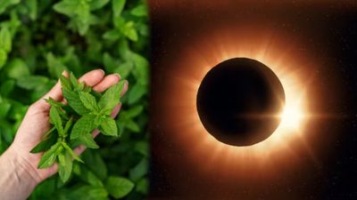 Chandra Grahan के समय खाने-पीने की चीजों में तुलसी क्यों डाली जाती है? जानें हैरान करने वाले कारण