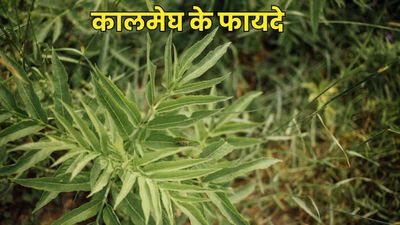 सेहत के लिए वरदान से कम नहीं है कालमेघ, जानें इसके लाभ और सही सेवन तरीका