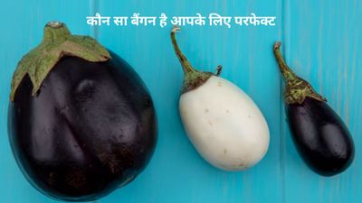 Brinjal Benefits: छोटे, लंबे या सफेद बैंगन; जानें आपकी सेहत के लिए कौन सा है सबसे बेस्ट?