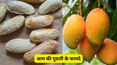 आम ही नहीं इसकी गुठली में भी छिपे हैं बेशुमार फायदे, पेट की समस्याओं से स्किन एलर्जी तक को जड़ से मिटाए