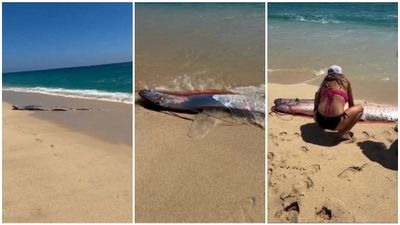 ಕಡಲ ತೀರದಲ್ಲಿ ಮತ್ತೆ ಕಾಣಿಸಿಕೊಂಡ ಡೂಮ್ಸ್‌ಡೇ ಫಿಶ್: ಮತ್ತೇನು ದುರಂತ ಕಾದಿದೆ?