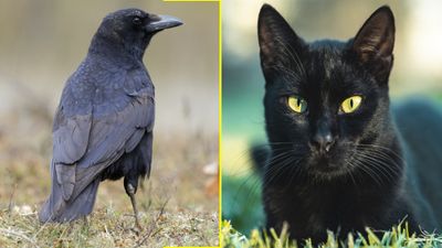 വഴിക്ക് കുറുകെ അപശകുനം പൂച്ച മാത്രമല്ല ഇവയേയും ജാഗ്രതയോടെ കാണണം