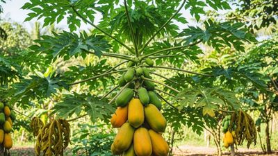 బొప్పాయి ఆకుల్లో ఉన్న ఈ అద్భుత శక్తులు మీకు తెలుసా?..చెట్టుకు దండేసి మొక్కుతారు!