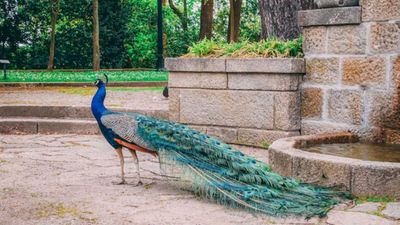 స్కంద షష్ఠి ముందు నెమలి కలలు.. ఆధ్యాత్మిక అర్థం, ఆచారాలు