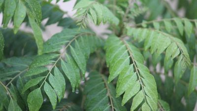 కరివేపాకుతో ఈ 5 ఆహారాలు కలిపి తింటే.. మీ ఎముకలు ఉక్కులా మారుతాయి!