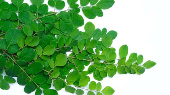 Weight Loss Benefits of Moringa