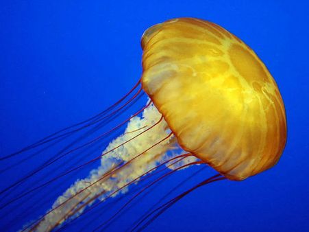 জেলিফিশ