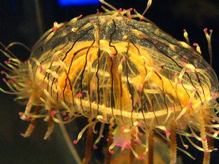 জেলিফিশ