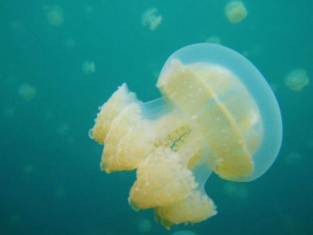 জেলিফিশ