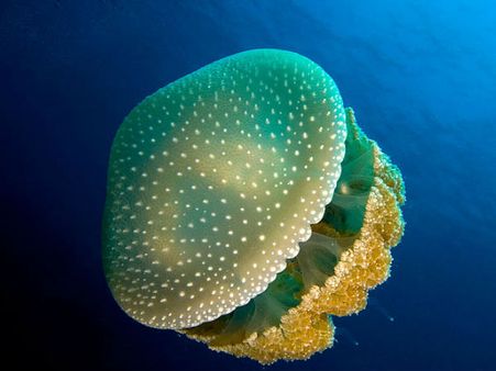 জেলিফিশ