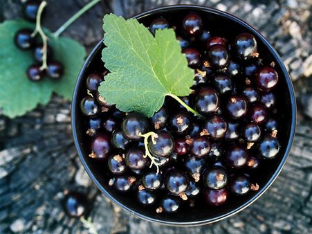 ব্ল্যাক কারান্ট