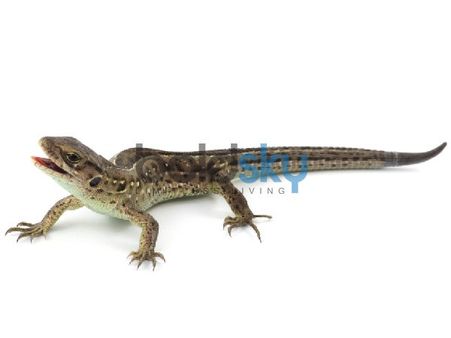 বাম কাঁধে টিকটিকি পড়লে