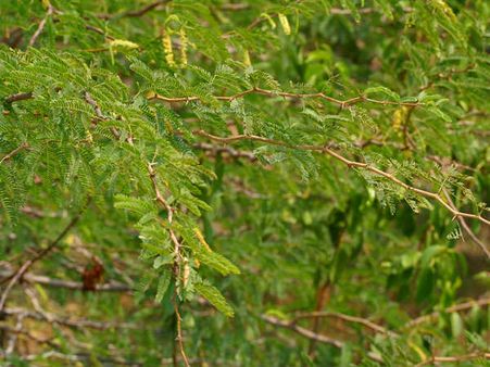 ৩) বাবলার ছাল