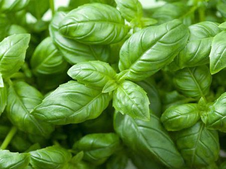 ৬. তুলসি পাতা: