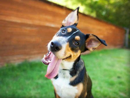 কার স্বাভাব কেমন হবে?