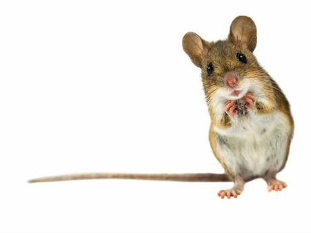 ২.ইঁদুর: 