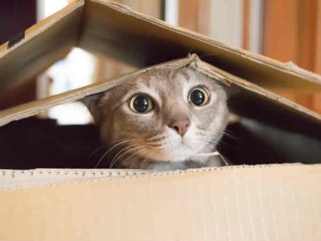 ৪. বিড়াল: 