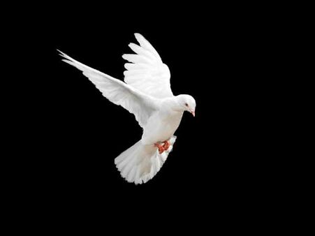 ৫. পায়রা: 