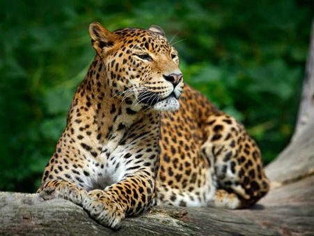 ৭. চিতাবাঘ: 