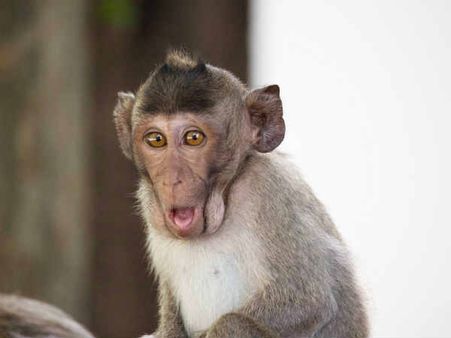 ৮. বাঁদর: