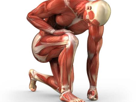 ১. পেশির গঠনে সাহায্য করে: