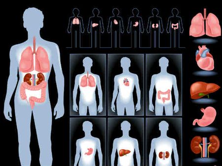 শরীর এবং উপোস: শরীর এবং উপোস: