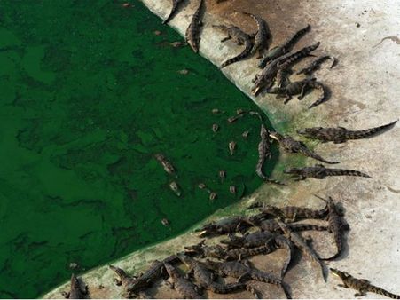 দা শ্রী আয়ুথিয়া ফার্ম: