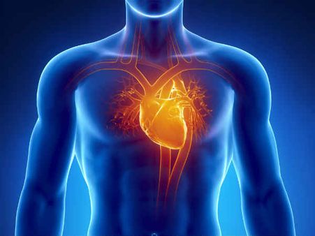 ৪. হার্টের বন্ধু: