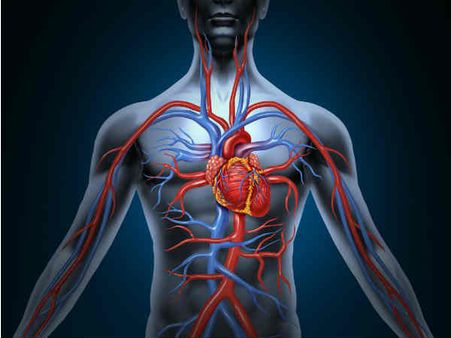 ৬. হার্টের কর্মক্ষমতা বাড়ায়: