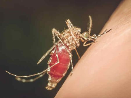 ১. ম্যালেরিয়া: