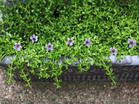 ৩. ব্রাহ্মি শাক: